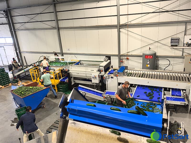 images/1754385720411cucumber sorting.jpg